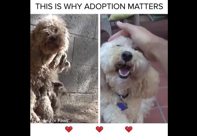 Need More Reasons To Adopt, Not Shop? Check Out This Video!