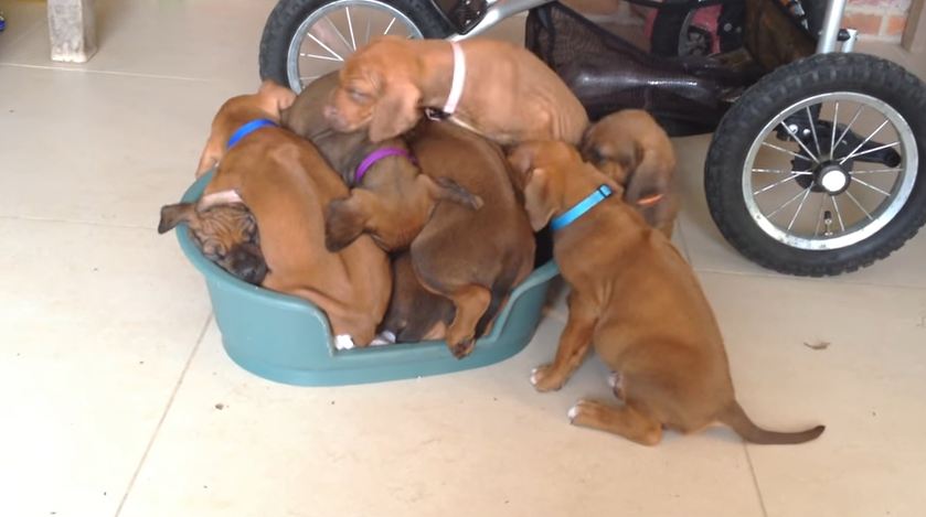 Adorable Puppies Try To Squeeze Into One Dog Bed