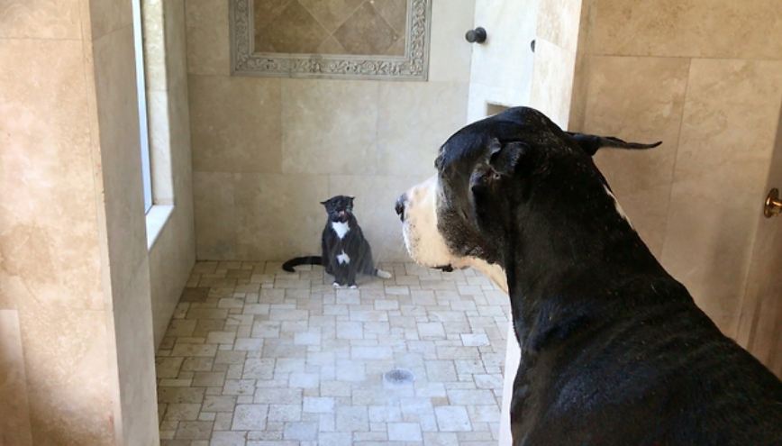 Great Dane patiently waits for her turn in the shower
