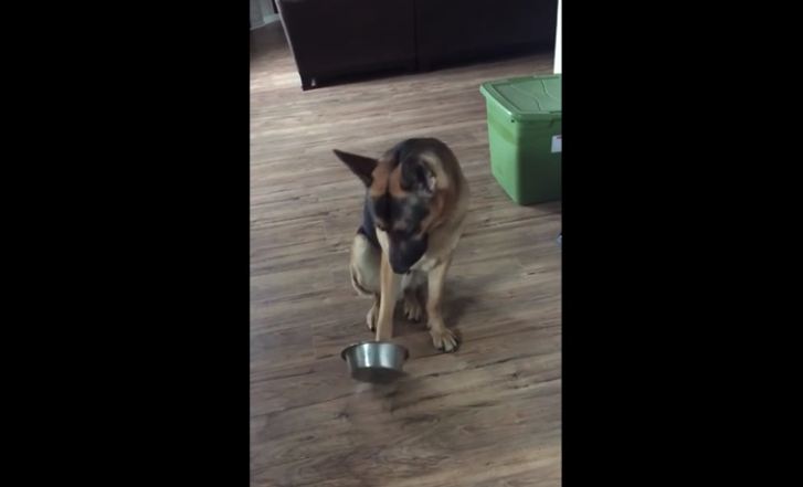 This German Shepherd just ate, but that’s never stopped him from asking for more