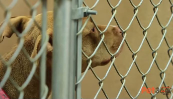Dog’s spent 6 months in shelters and foster homes — today she learns the meaning of joy