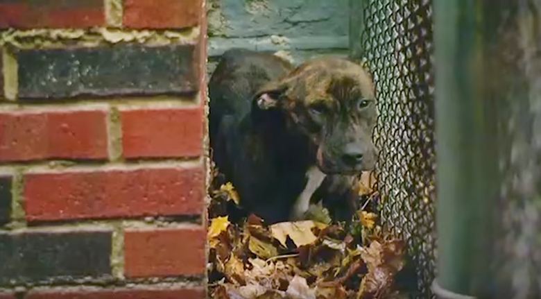 Cops had given up on finding this abandoned dog — but then they took one last look