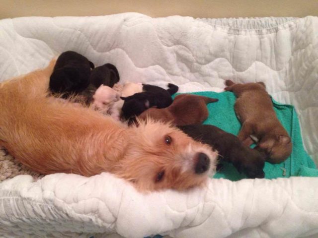 Mama Dog Who Lost 2 Of Her Pups Adopts Orphaned Litter Of 6