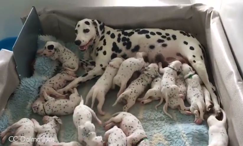 Vet says Dalmatian mama will have 3 pups, but mother nature has other ideas