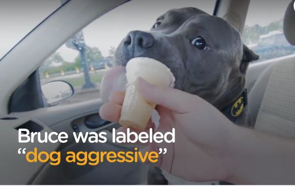 Pit bull was labeled ‘dog aggressive’ at the pound, but this guy took a chance on him anyway