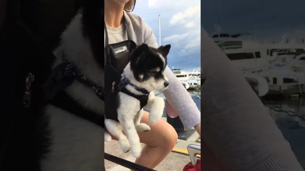 Cute Dog Goes On Bike Ride With His Mom And Hilariously Joins In