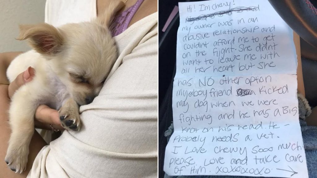 Owner Abandoned Abused Puppy In Airport Bathroom With A Note For Heartbreaking Reason