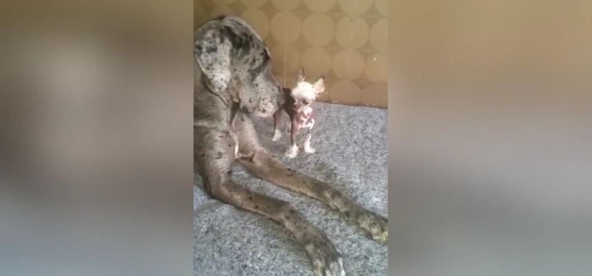 Big dog meets tiny dog for the first time and it’s adorable