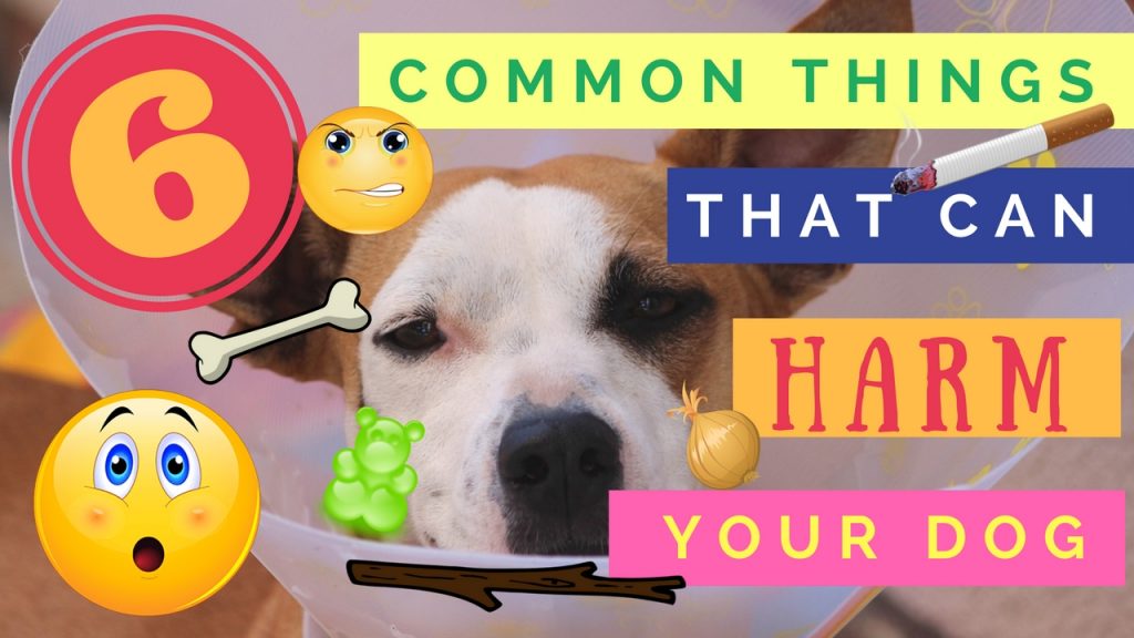 6 common things in your house that can harm your dog