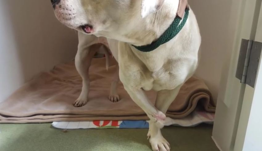 Dog who lived under a deck for 5 years chewed off her paw to escape life on a chain