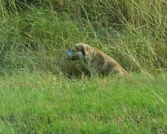 Plumber Carlos Carrillo and his work partner were heading to a job one day when they noticed a strange figure on the side of the road. They decided to pull over and investigate.