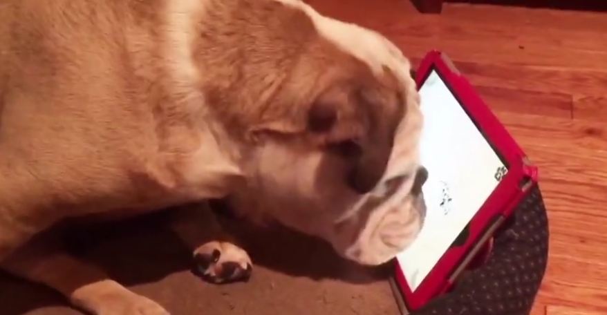 Clever bulldogs play games on tablet