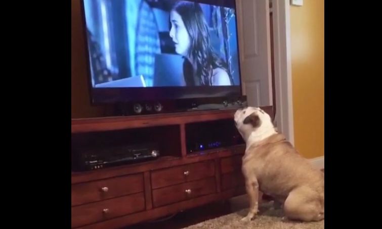 Bulldog frantically reacts to movie horror scenes