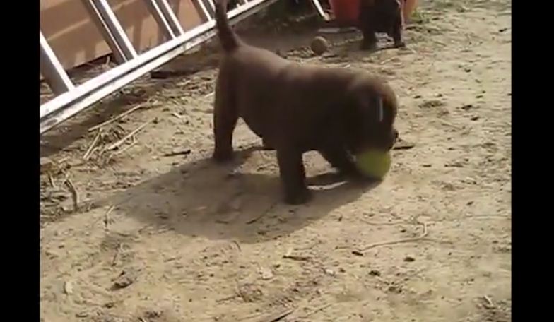 Puppy discovers tennis ball, finds new favorite toy