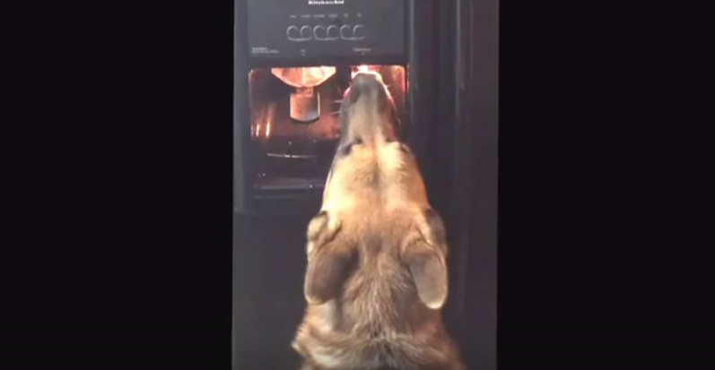 Clever German Shepherd Dog Figures Out How To Get A Drink All On His Own