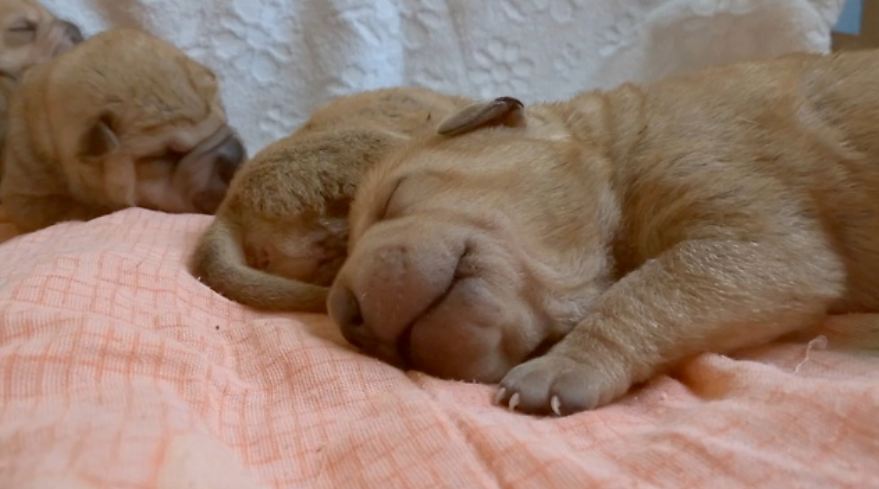 Adorable new litter of Shar Pei puppies