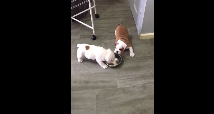 Bulldog puppies battle for (empty) food bowl dominance
