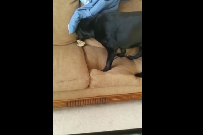 Dog hides bone in couch, covers it with blanket