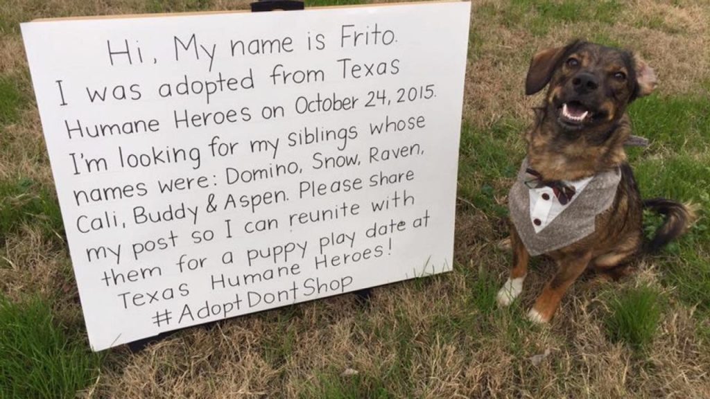 Dog dresses up and takes to Facebook in search for adopted siblings