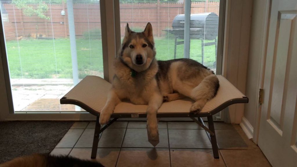 Mom asks her dog if he likes his new bed, and he responds in typical Husky fashion