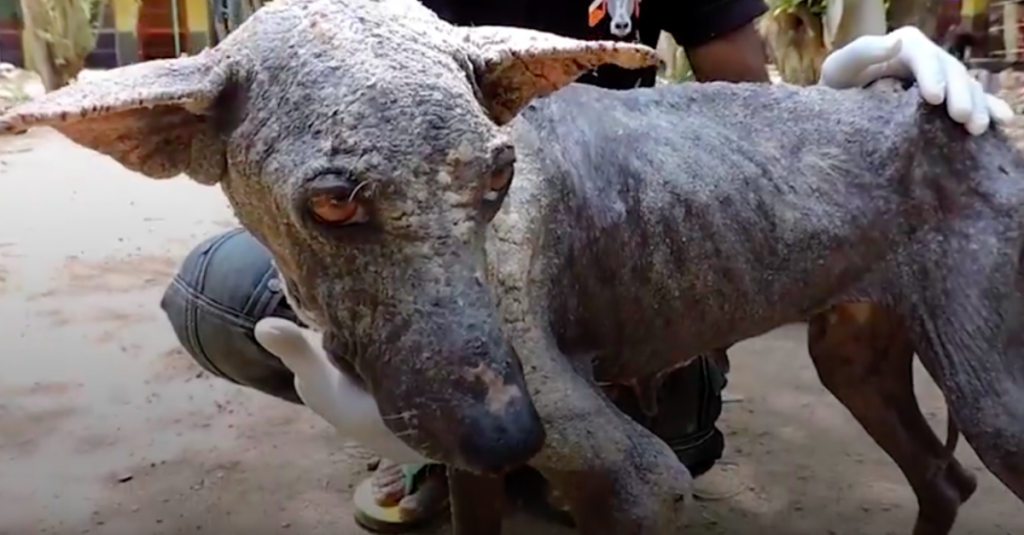 Stray Dog Whose Skin Felt Like Stone Was Rescued Off The Streets