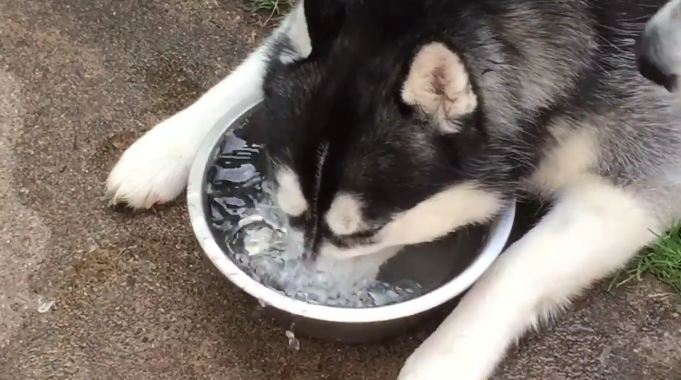 2 Huskies are filmed at their water bowls, and the female is hilarious