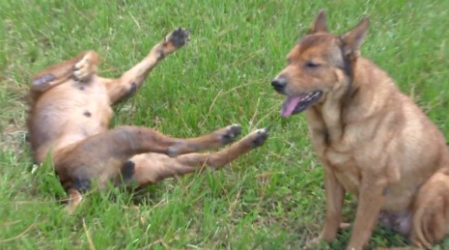 Incredible recovery for two dogs beaten down by abuse