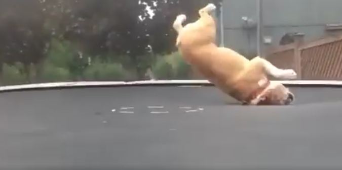 Mudd the English Bulldog Absolutely LOVES His Trampoline