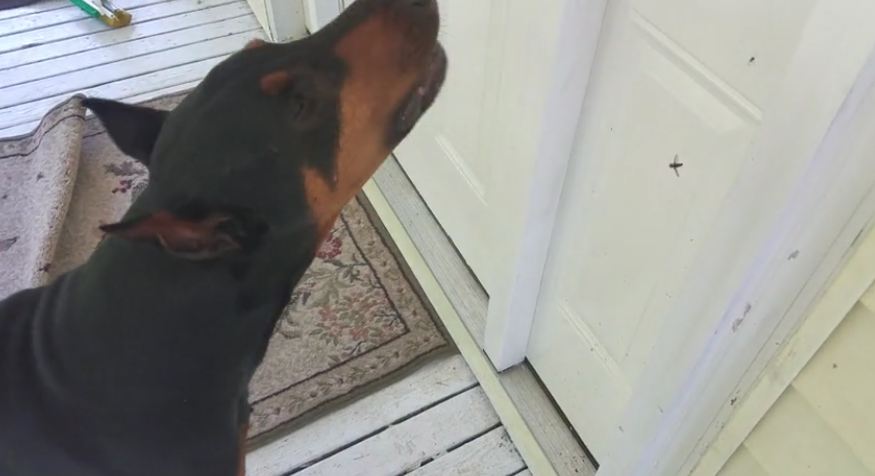Doberman furious at spider for catching fly in web