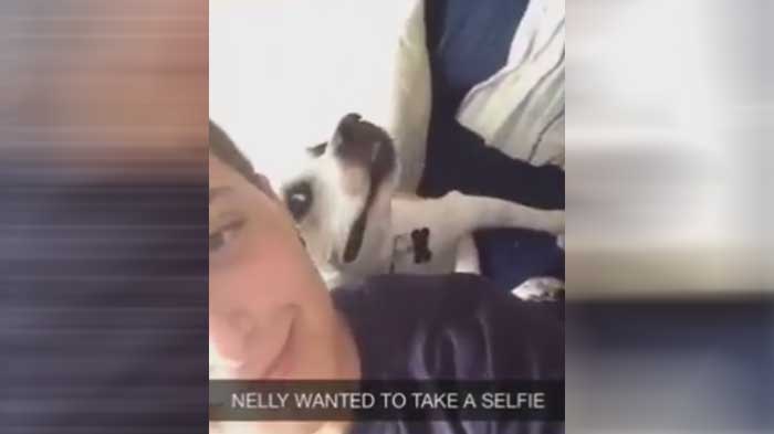 Dog Adorably Poses For A Selfie When Her Dad Pulls Out The Camera