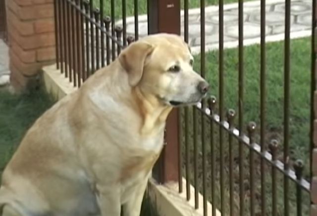 Vet gave cat 20% chance to live, but now he’s going home to reunite with his dog friend