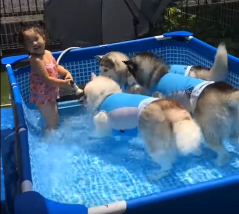 Little Girl Has Adorable Pool Party With Her Three Huskies