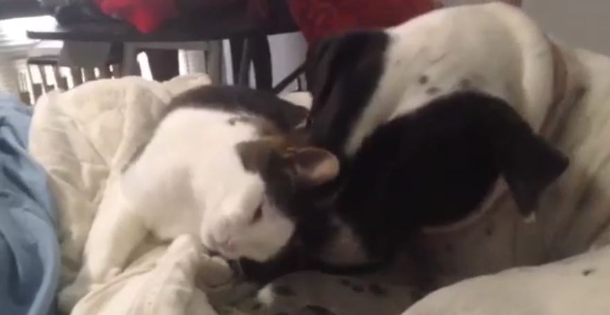 Cat cuddles dog in adorable morning routine