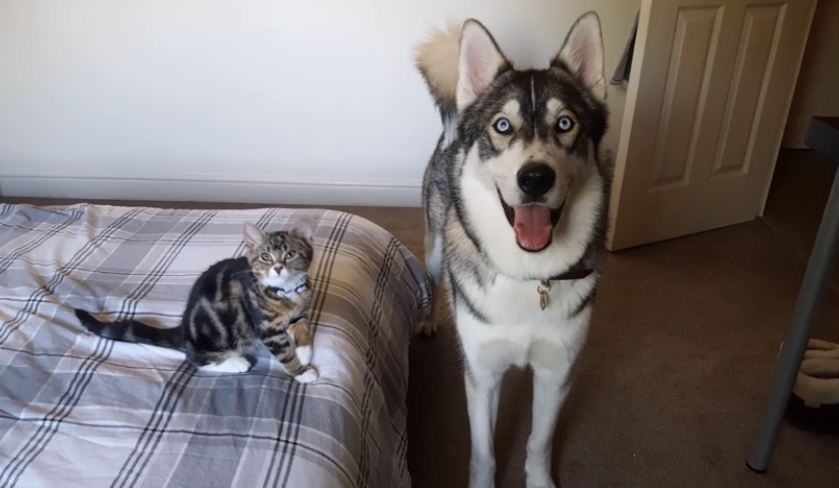 Husky’s had separation anxiety his whole life, so he got a little companion