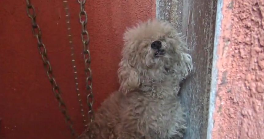 Homeless poodle had completely given up until he met a little boy