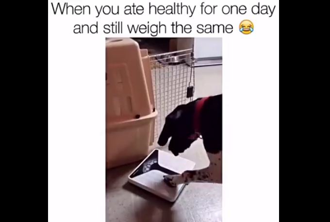 This Dog’s Diet Clearly Isn’t Working…!