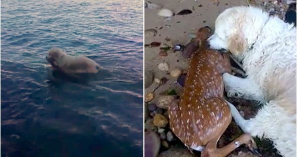 Heroic Dog Pulls a Drowning Baby Deer Out of the Water