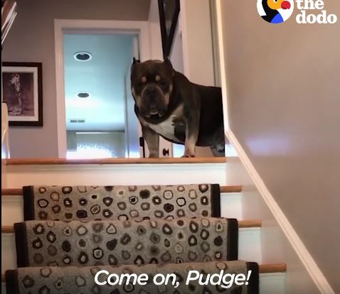 Dog wasn’t interested in his adopted family for the first year — then they started singing to him