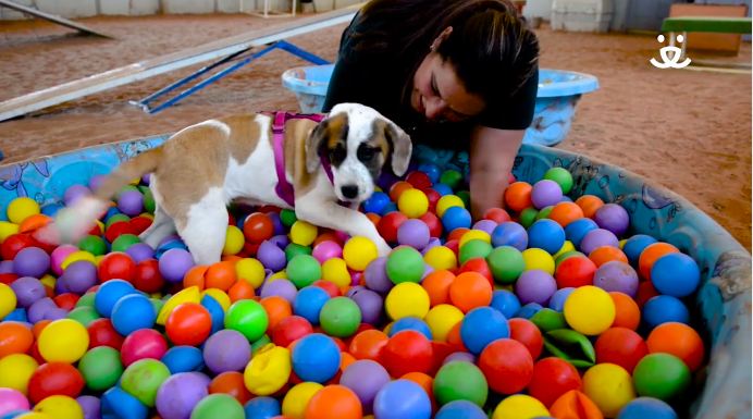 Video of Shelter Dogs Crazy for Their Ball Pit Will Make You Want to Adopt Them All