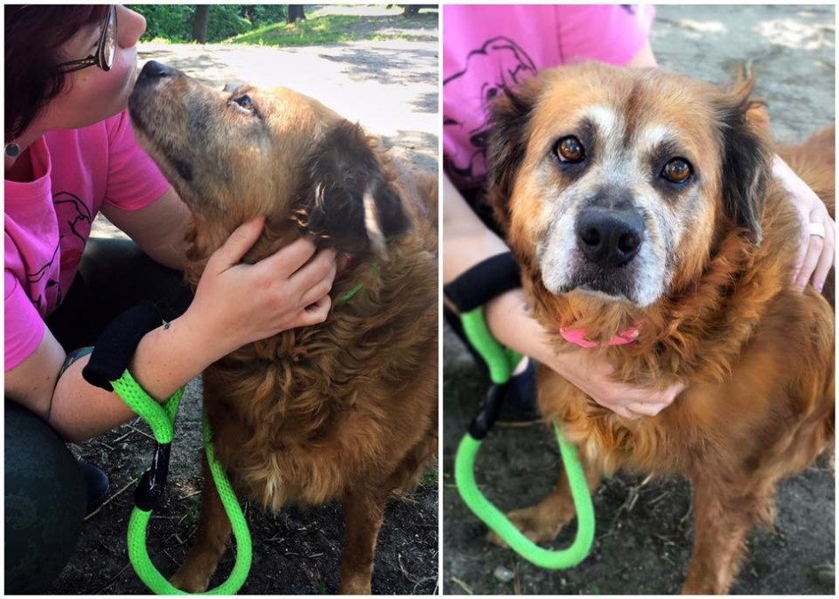 Loyal Senior Dog Found Inside Home Lying Next To Her Owner Who Had Passed Away