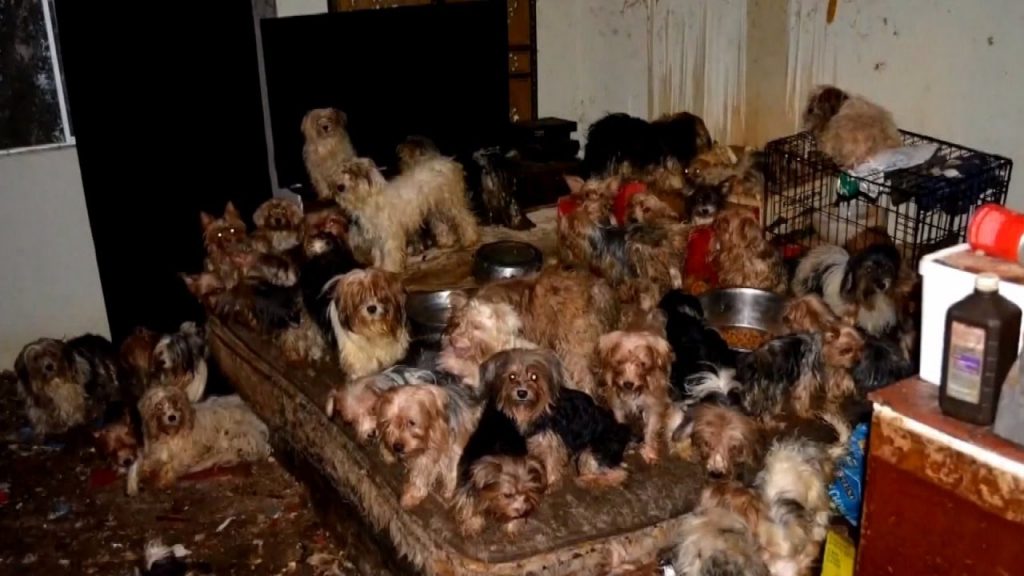 Yorkies were forced to live in the dark amongst feces and mice