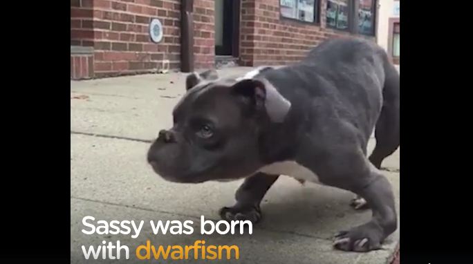 This dog was abandoned because of her looks, but someone thought she was so special