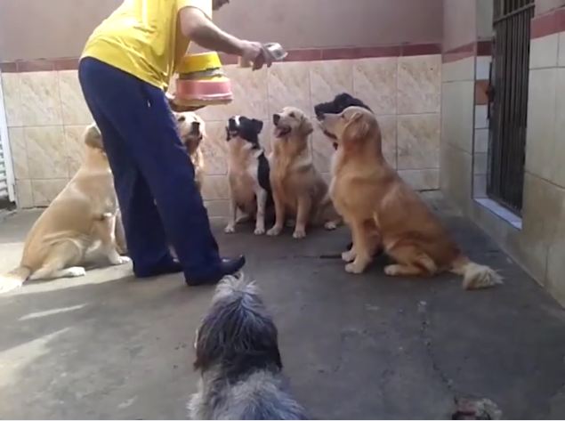 Dogs gather around when they see dad with the food bowls — they have the best table manners!