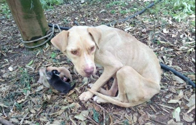 Neglected dog gives birth while tied up in the middle of nowhere