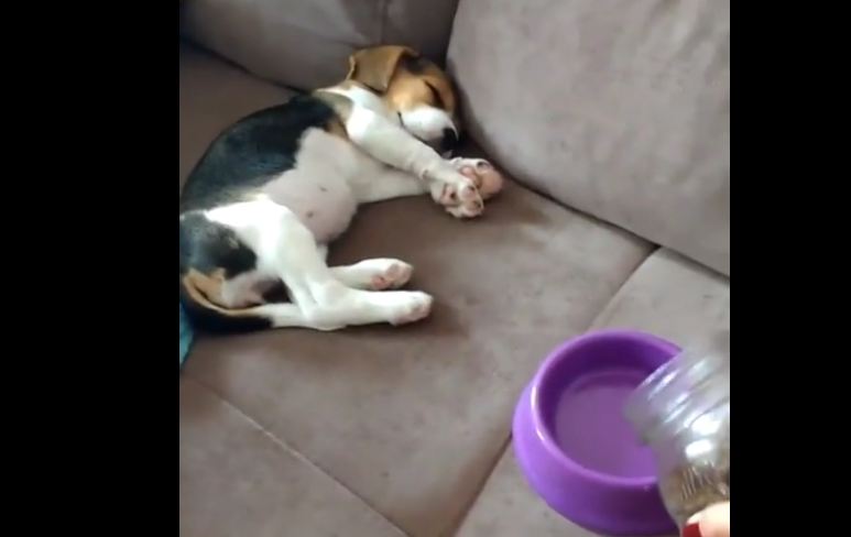 Puppy is snoozing away when he hears food being poured into a bowl