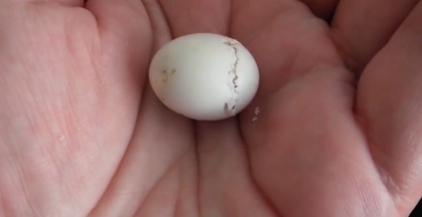 Man holds tiny egg in hand as baby starts breaking through the shell