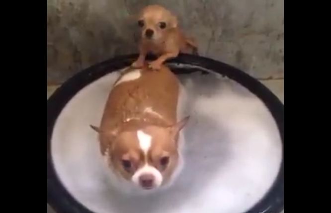 Spa Dogs: Watch little Chi Help His Friend At Bath Time!