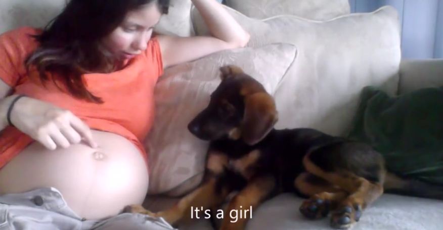Puppy approves mom’s pregnancy