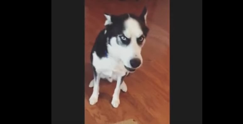 Husky Refuses to Accept Responsibility for a Chewed-Up Box of Car Parts