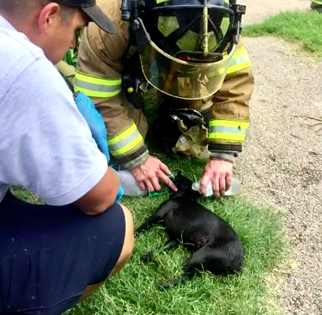 Firefighters Rescue Tiny Dog Trapped In Burning Home